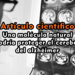 Una molécula natural podría proteger el cerebro del alzhéimer